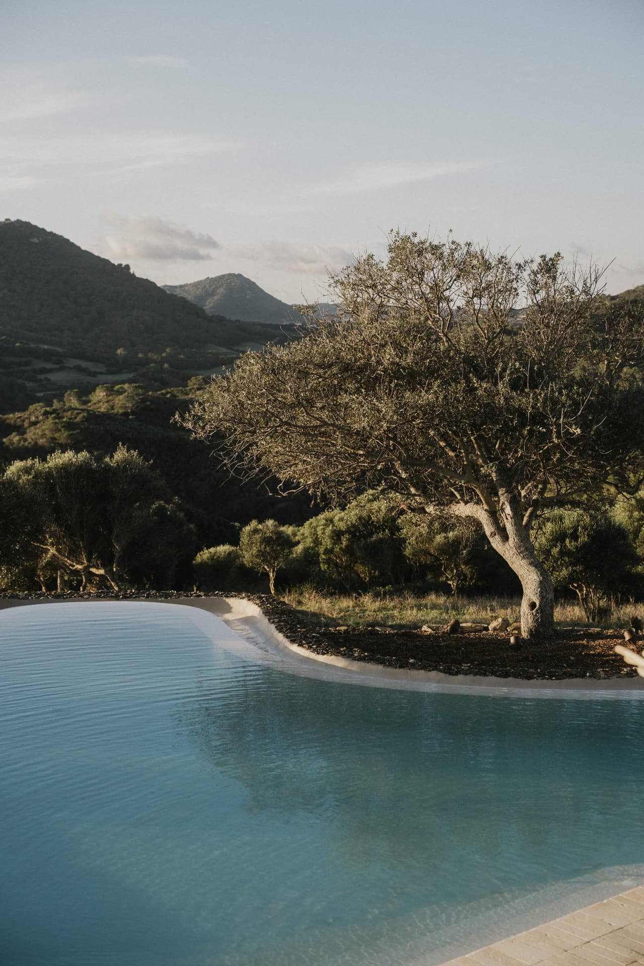 Pool and olive tree overlooking the hills at a Kaer retreat